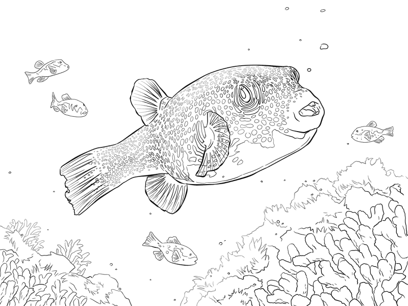 White Spotted Puffer Coloring Pages Md Coloring Page — Free Printable — free printable coloring page