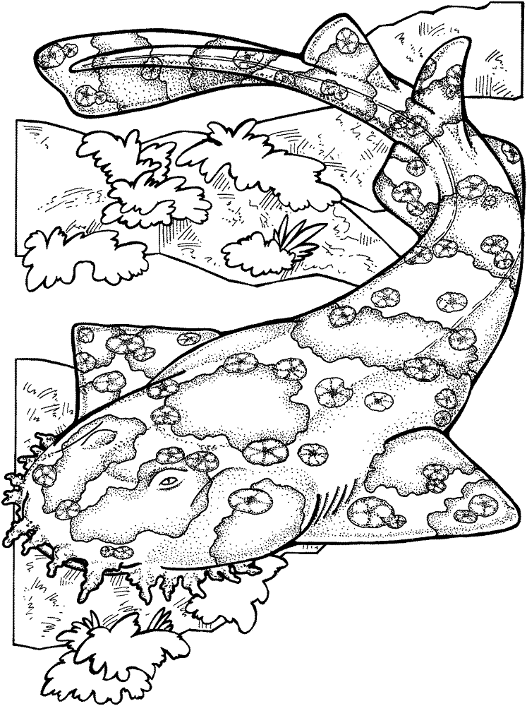 Wobbegong Shark Coloring Page Md Coloring Page — Free Printable — free printable coloring page