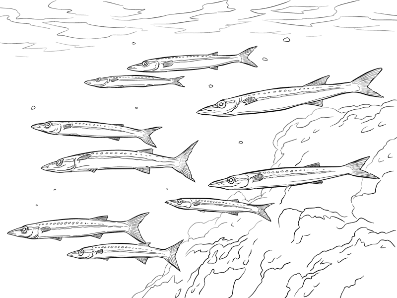 Yellowtail Barracuda Shoals Md Coloring Page — Free Printable — free printable coloring page