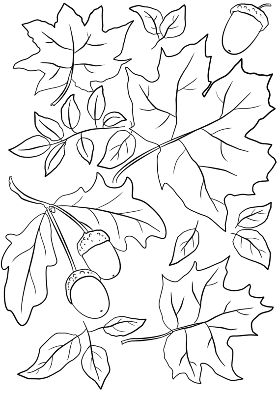 Autumn Leaves And Acorns Coloring Page Md Coloring Page — Free Printable — free printable coloring page
