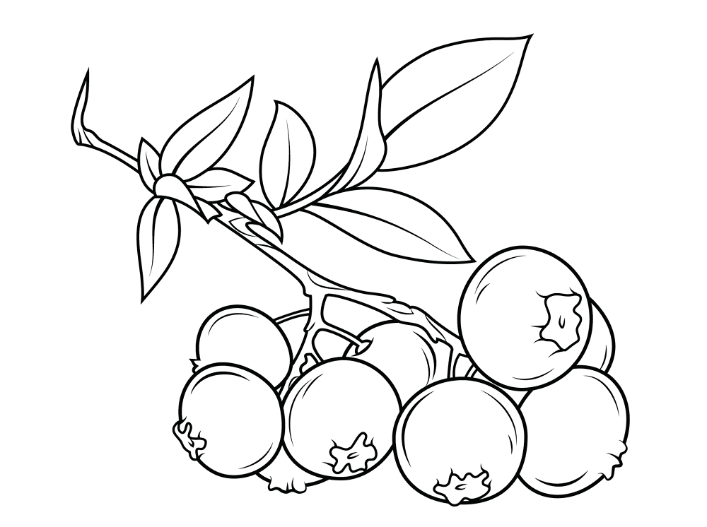 Blueberry 1 Coloring Page Md Coloring Page — Free Printable — free printable coloring page