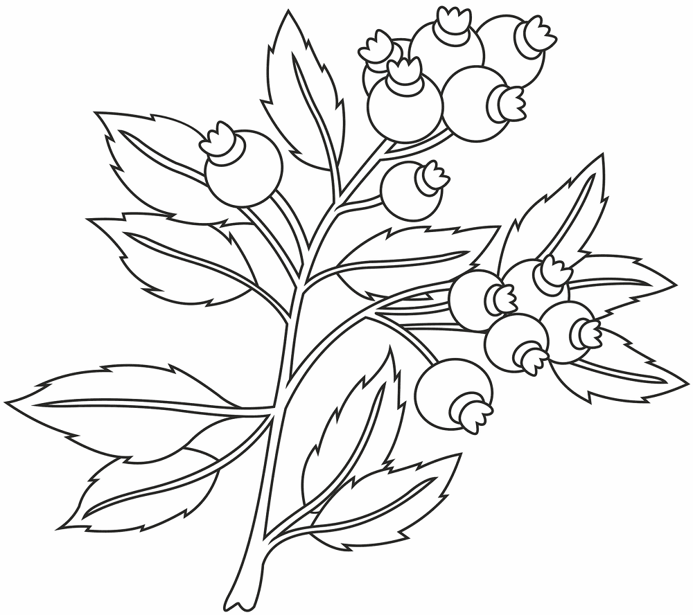 Blueberry Coloring Page Md Coloring Page — Free Printable — free printable coloring page