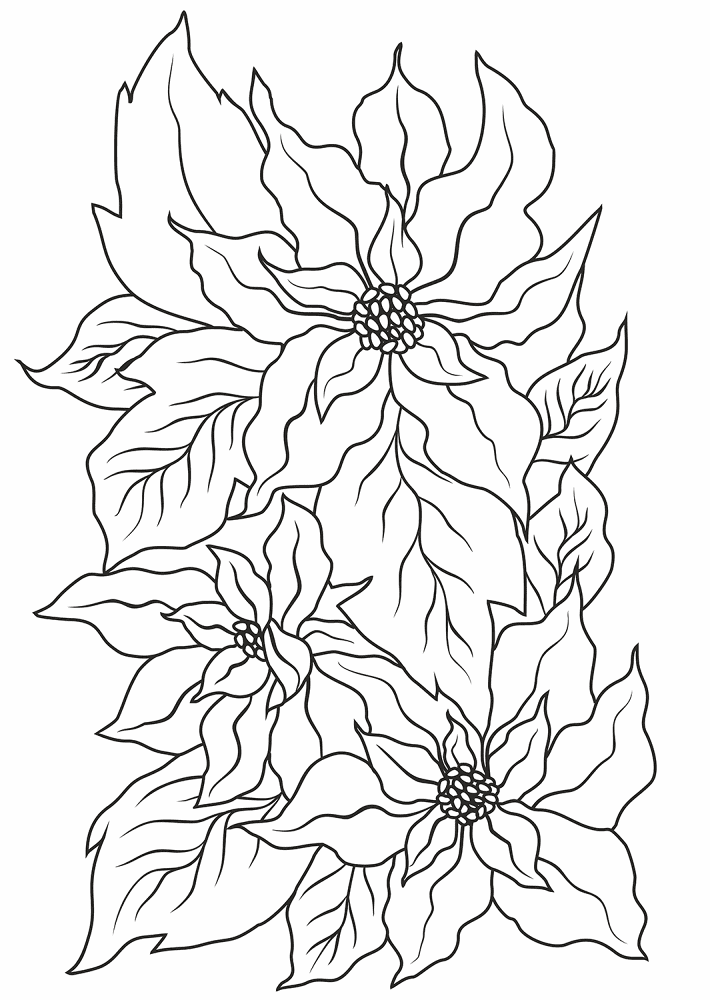 Poinsettia Coloring Page Md Coloring Page — Free Printable — free printable coloring page