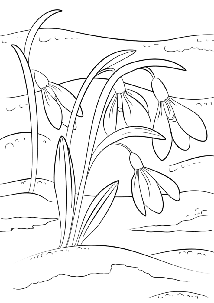 Snowdrops First Sign Of Spring Coloring Page Md Coloring Page — Free Printable — free printable coloring page