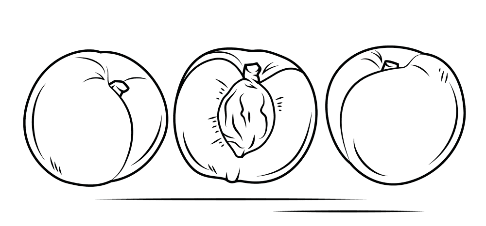 White Peach And Cross Section Coloring Page Md Coloring Page — Free Printable — free printable coloring page