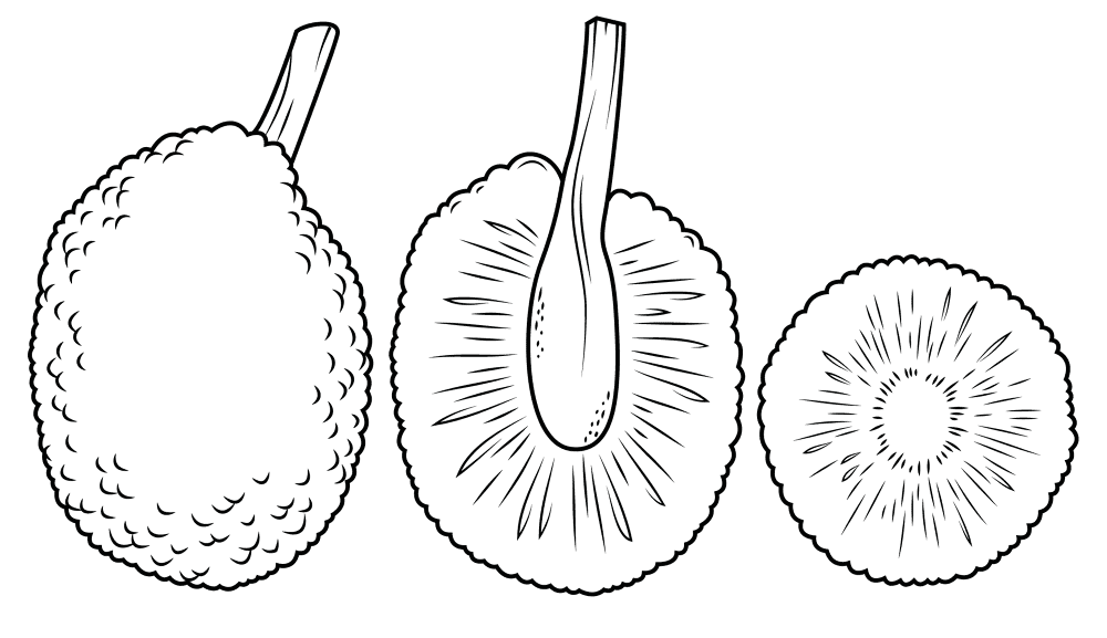 Whole Breadfruit And Cross Section Coloring Page Md Coloring Page — Free Printable — free printable coloring page