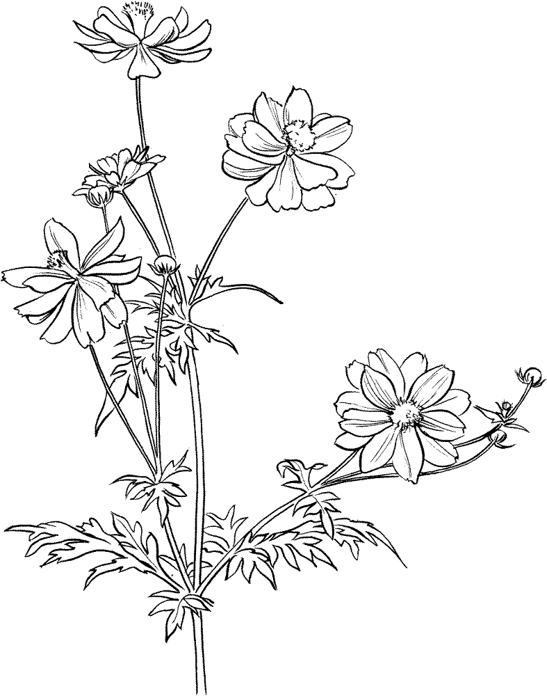 Cosmos Bipinnatus Or Garden Cosmos Or Mexican Aster Md Coloring Page — Free Printable — free printable coloring page