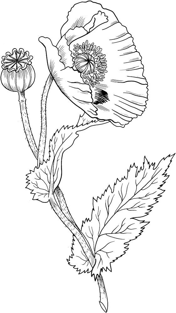 Opium Poppy Coloring Page Md Coloring Page — Free Printable — free printable coloring page