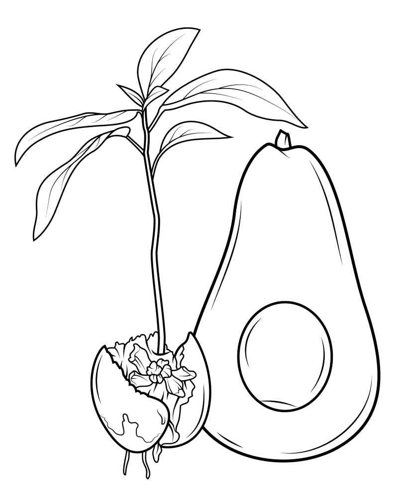 How Avocado Grows Coloring Page Md Coloring Page — Free Printable — free printable coloring page