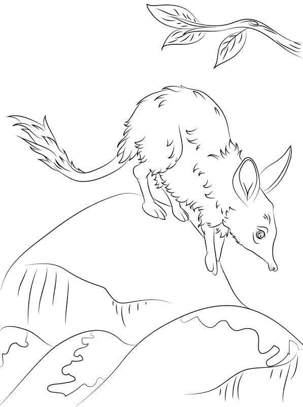 Cute Greater Bilby Coloring Pages Md Coloring Page — Free Printable — free printable coloring page