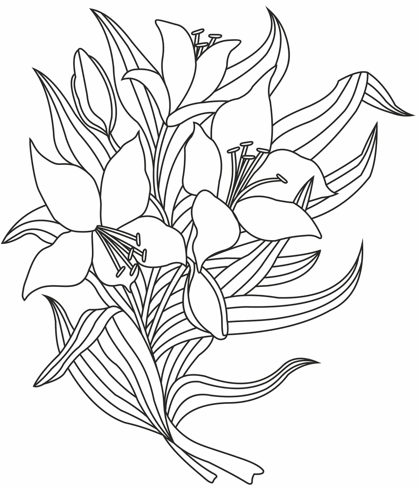 Lilies Coloring Page Md Coloring Page — Free Printable — free printable coloring page