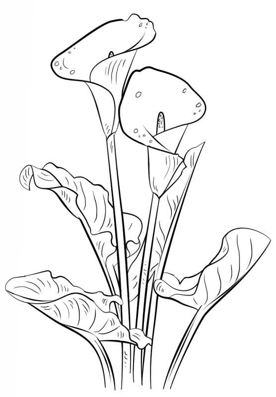 Calla Lily Coloring Page Md Coloring Page — Free Printable — free printable coloring page