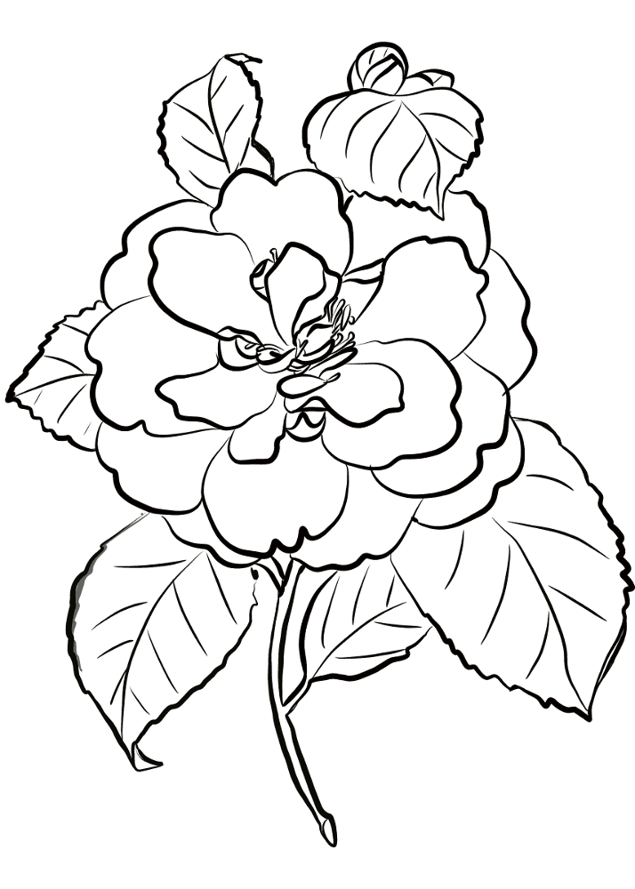 Camellia Flower Coloring Page Md Coloring Page — Free Printable — free printable coloring page