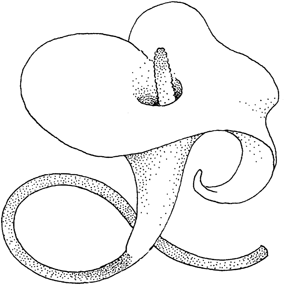 Lily 3 Coloring Page Md Coloring Page — Free Printable — free printable coloring page