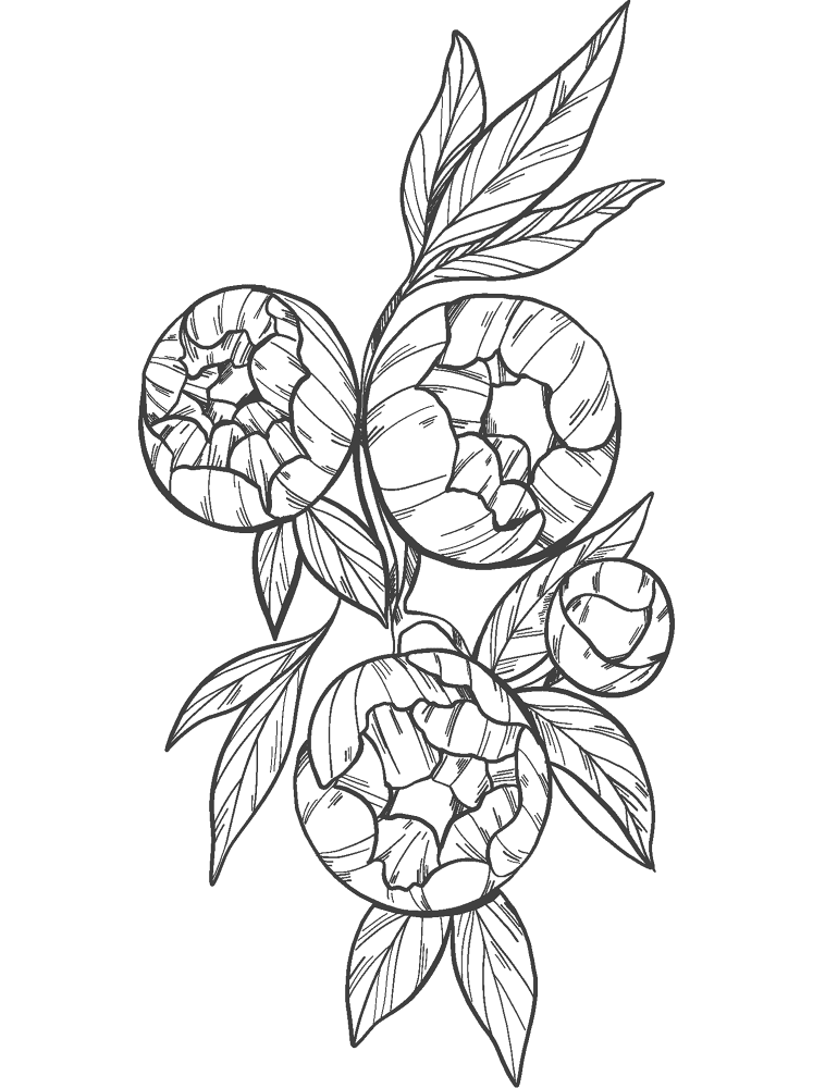 Peonies 3 Coloring Page Md Coloring Page — Free Printable — free printable coloring page