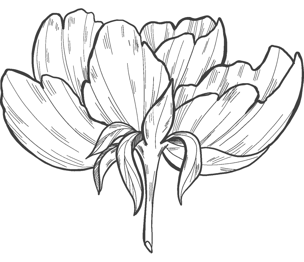 Peony 5 Coloring Page Md Coloring Page — Free Printable — free printable coloring page