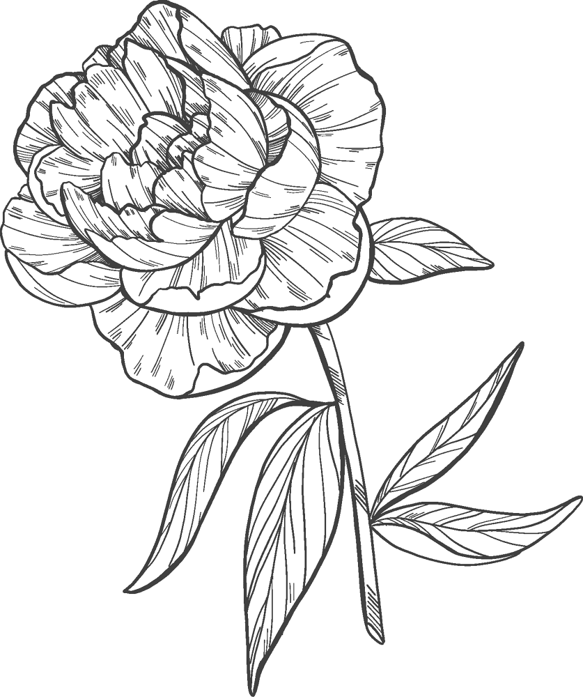 Peony 6 Coloring Page Md Coloring Page — Free Printable — free printable coloring page