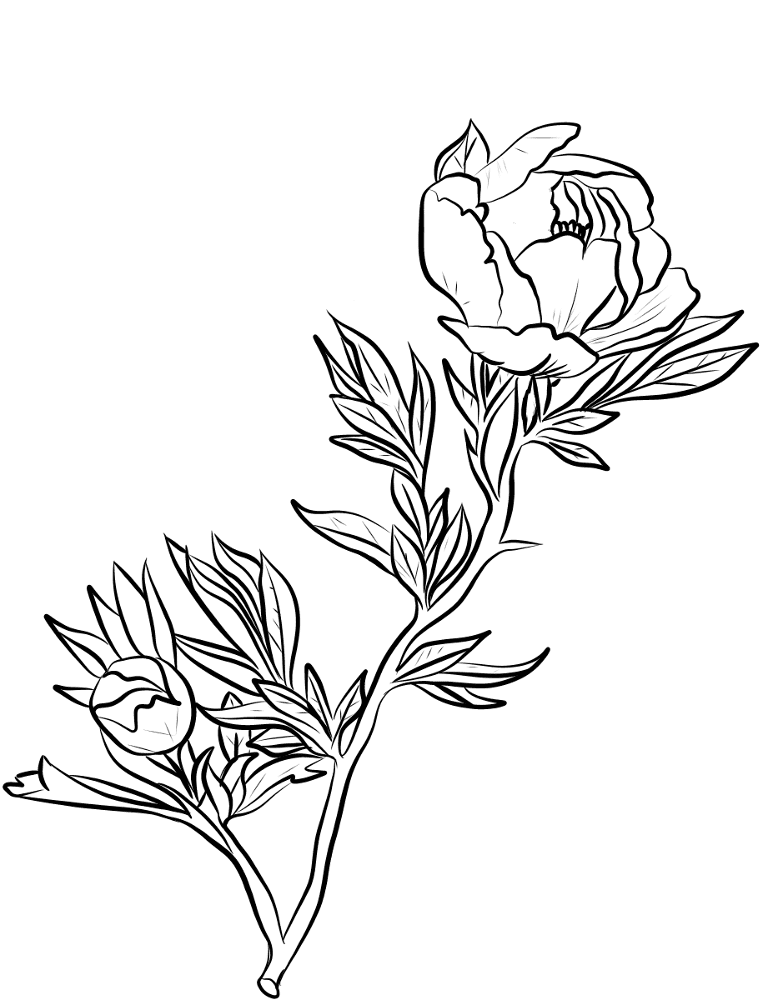 Peony Coloring Page Md Coloring Page — Free Printable — free printable coloring page