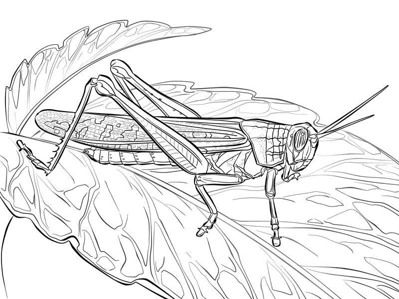 American Locust Coloring Pages Md Coloring Page — Free Printable — free printable coloring page