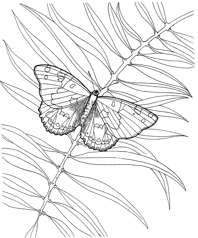 Butterfly With A Plant Coloring Page Md Coloring Page — Free Printable — free printable coloring page