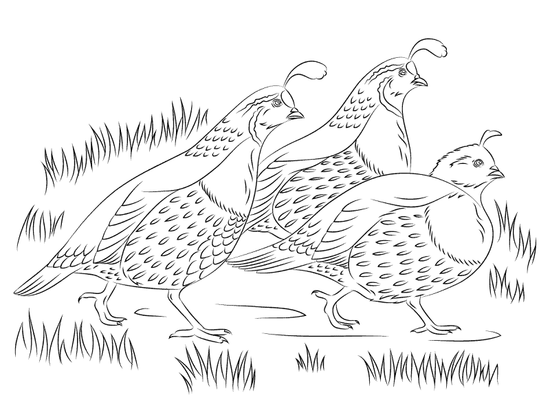 California Quails Coloring Pages Md Coloring Page — Free Printable — free printable coloring page