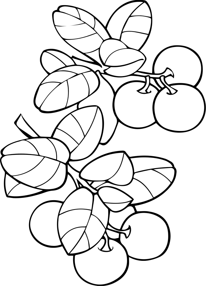Cranberries Coloring Page Md Coloring Page — Free Printable — free printable coloring page