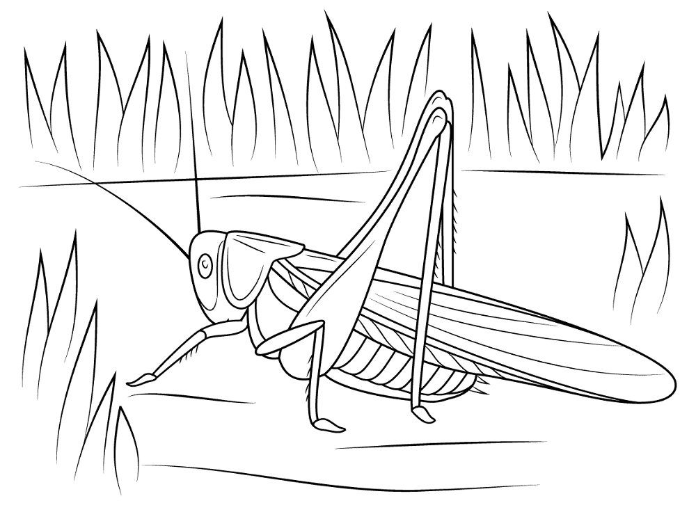 Cricket Coloring Pages Md Coloring Page — Free Printable — free printable coloring page