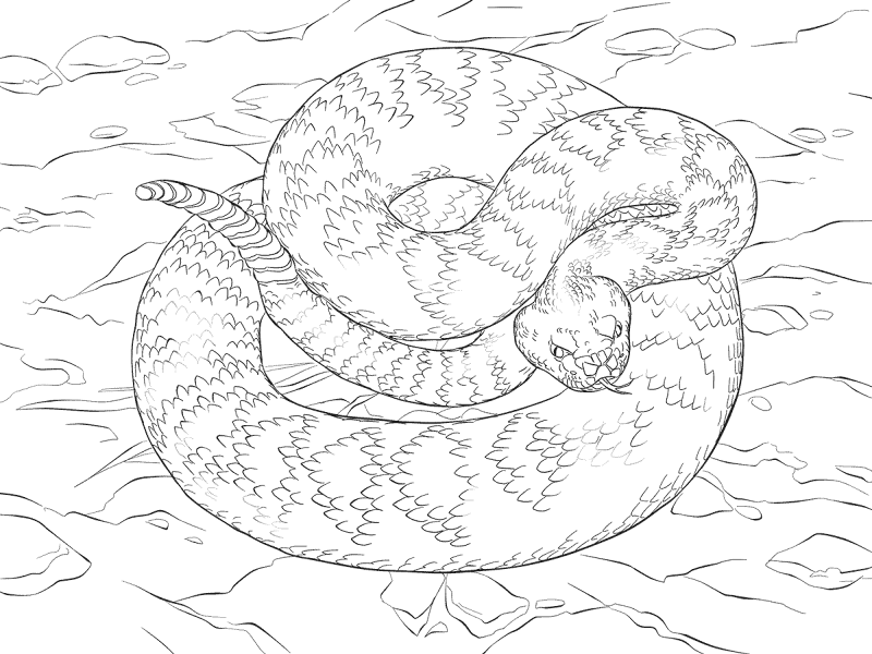 Eastern Diamondback Rattlesnake Coloring Pages Md Coloring Page — Free Printable — free printable coloring page