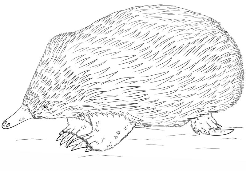 Echidna Coloring Page Md Coloring Page — Free Printable — free printable coloring page