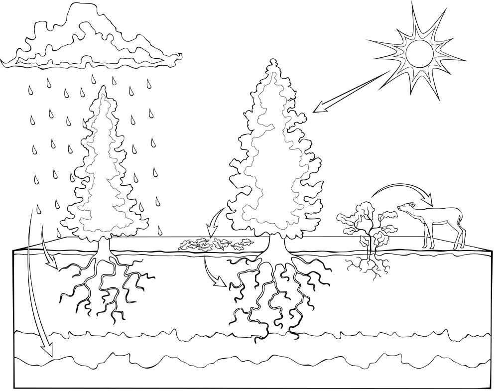Ecosystems Coloring Page Md Coloring Page — Free Printable — free printable coloring page