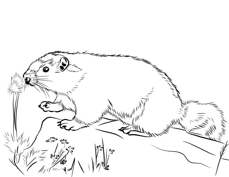 Hoary Marmot Coloring Page Md Coloring Page — Free Printable — free printable coloring page