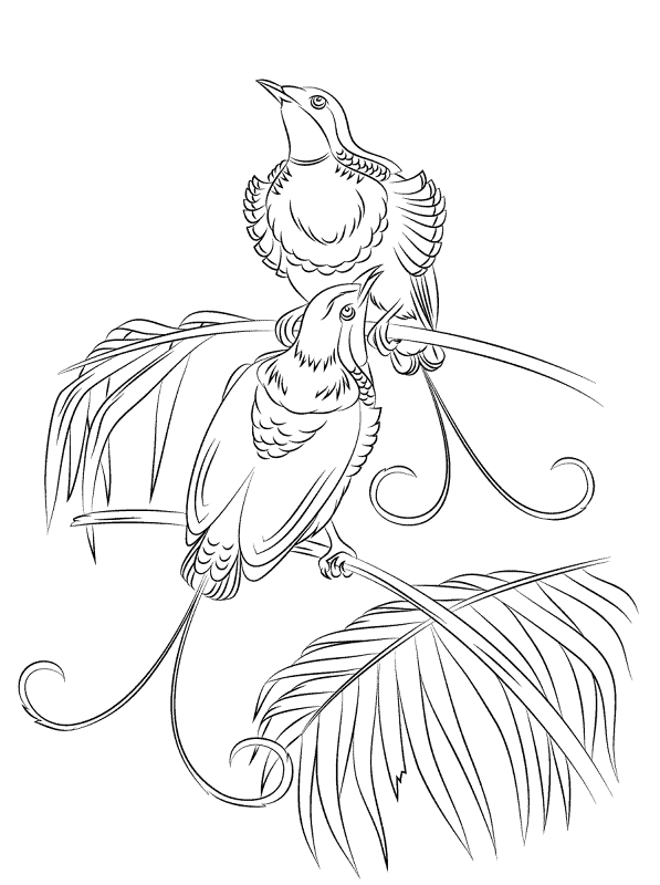 King Hollands Bird Paradise Coloring Pages Md Coloring Page — Free Printable — free printable coloring page