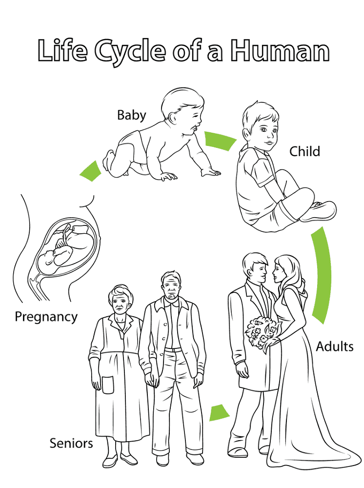 Life Cycle Of A Human Coloring Page Md Coloring Page — Free Printable — free printable coloring page