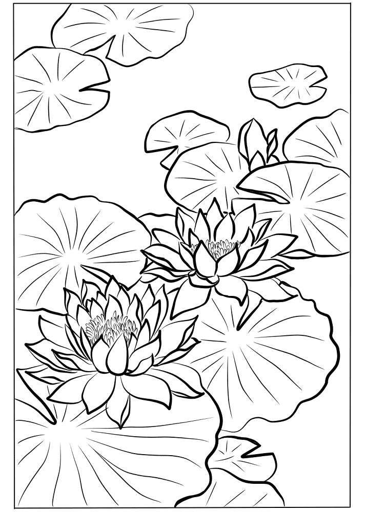 Lotus Blossoms By Nishimura Hodo Coloring Page Md Coloring Page — Free Printable — free printable coloring page