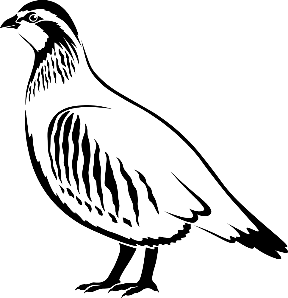 Partridge Coloring Page Md Coloring Page — Free Printable — free printable coloring page
