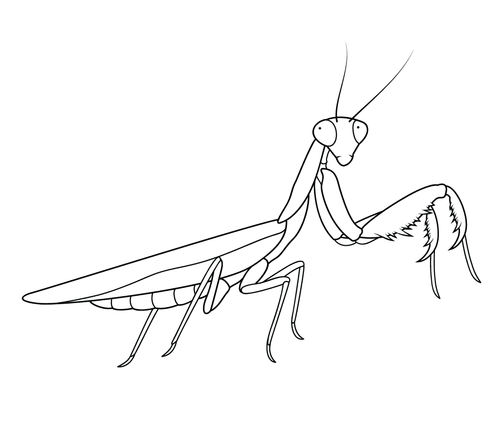 Praying Mantis Coloring Page Md Coloring Page — Free Printable — free printable coloring page