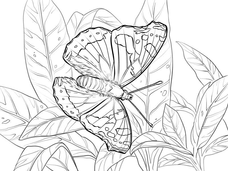 Red Admiral Butterfly Coloring Pages Md Coloring Page — Free Printable — free printable coloring page