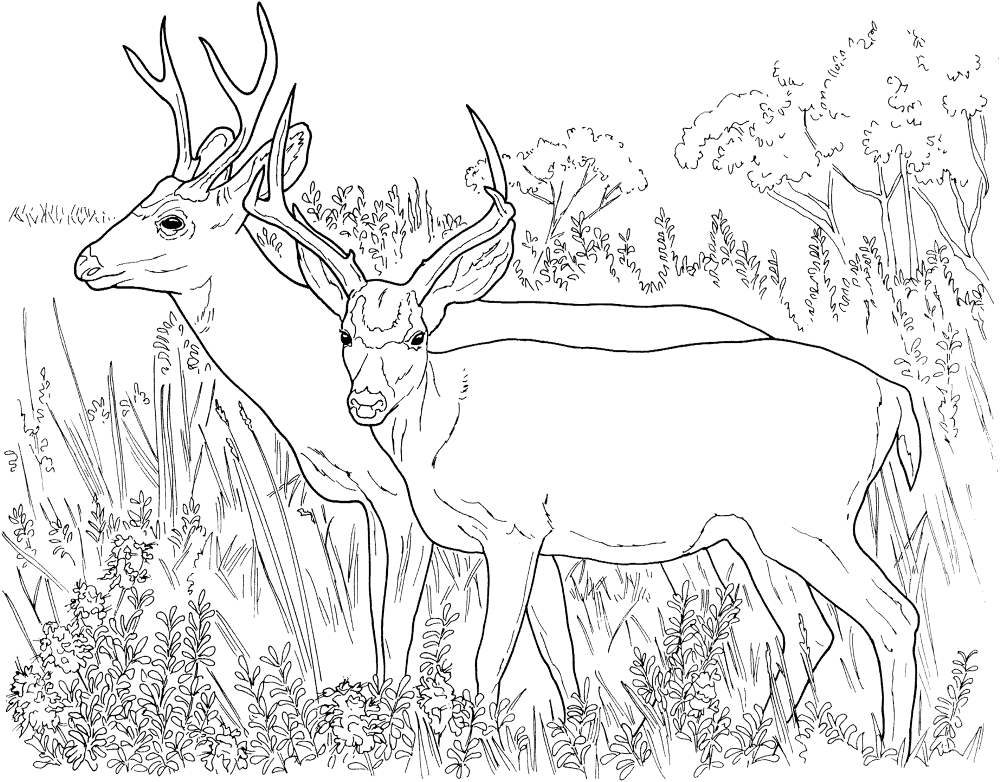 Two White Tailed Deers Coloring Pages Md Coloring Page — Free Printable — free printable coloring page
